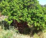 עץ אשכולית גדול בטרסה השניה - נותן יופי של פרי (למרות שרוב הפרי לא בשימוש)