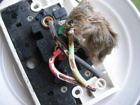 עכבר מכרסם חוטי חשמל וכבלים של מכונת הכביסה- בידיים